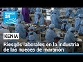 La cara oculta de la producción de nueces de marañón en Kenia