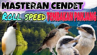 MASTERAN CENDET ROLL SPEED TEMBAK 🔴 materi terlengkap