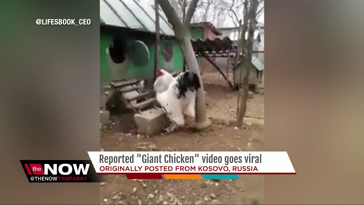 Giant Chicken Video Goes Viral