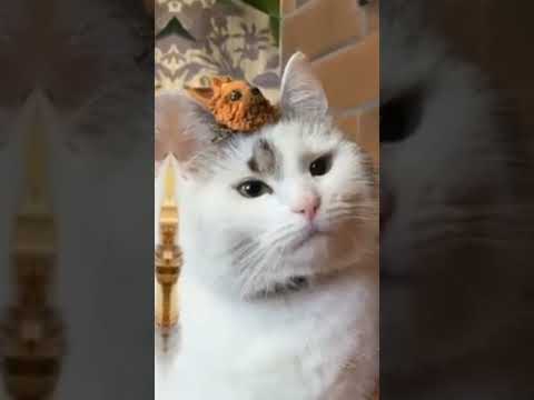 Мурочка милашка ❤️🐾✨