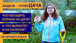 Урожайный огород: что посадить на зиму на даче / Огород на балконе: золотой ус настойка для суставов