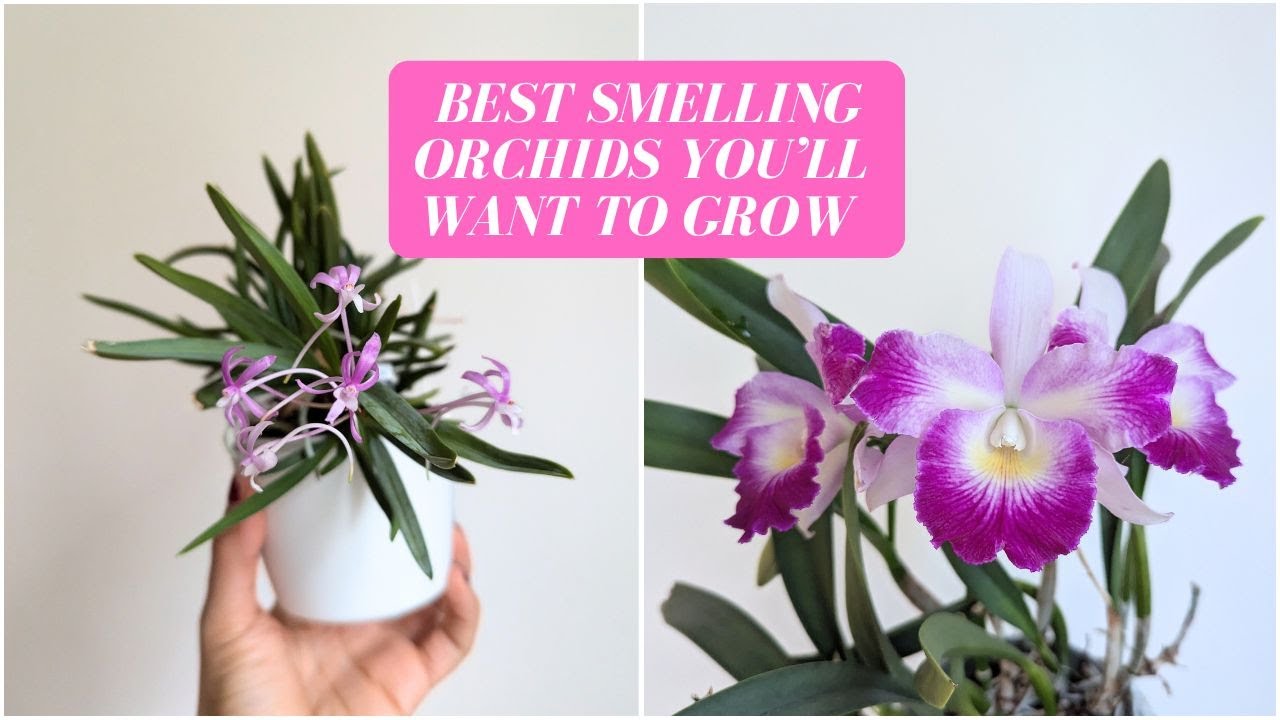 Top 12 Most Fragrant Orchids | Best-Smelling Orchids You Need to Grow!
