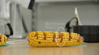 Dr. Jill Clapperton - Bio Empruv Corn Analysis