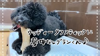 ウッディータフスティックに夢中なレグランくん♪ 動物専門学校トリマー 動物看護師　アクアリウム 動物のお仕事