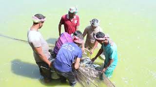 Catching Fish in The Pond | Traditional Fishing Video By Net | New Video | Fresh Fishing TV