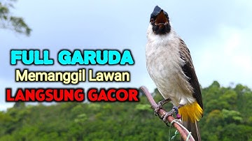 Suara Burung Kutilang Gacor Memanggil Lawan Agar Bunyi Cocok Untuk Pancingan 