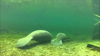 Manatees: Squeaky and Shane