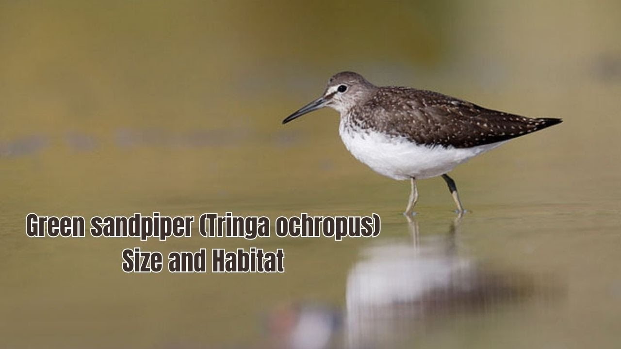 Green Sandpiper Size and Habitat