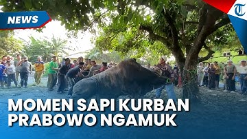 MOMEN KESERUAN Idul Adha 2025, Sapi Kurban Prabowo di Bogor Ngamuk saat Disembelih