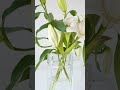 Die Zeitlose Eleganz der Lilien : Ein Lebendiges Kunstwerk #natur #lilienStrauss #blumenMagie