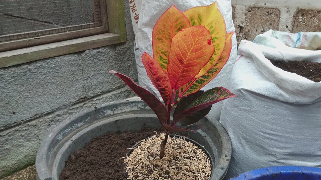 Easy tutorial to repotting croton plant media (Codaeum variegatum