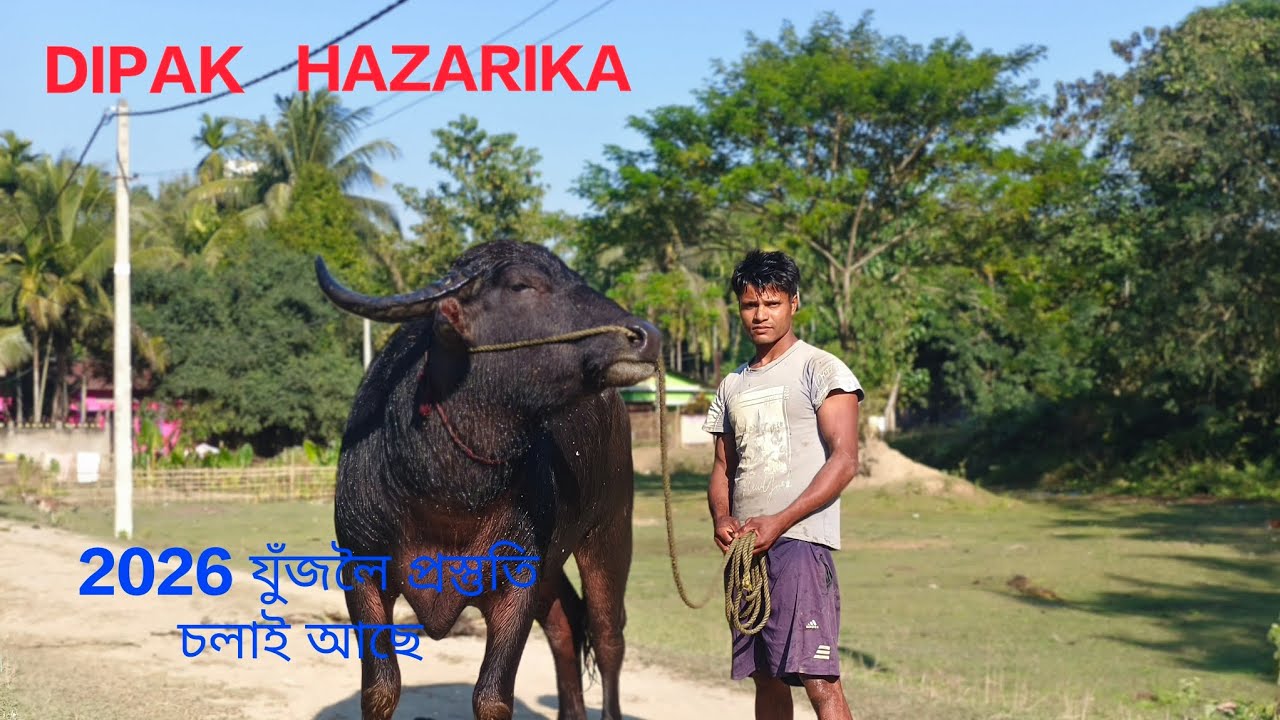RUDRA HAZARIKA//ROHA KHANDAJAN// #assambuffalofight #buffalo #mohjuj 