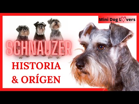 Video: Orígenes del Schnauzer Miniatura