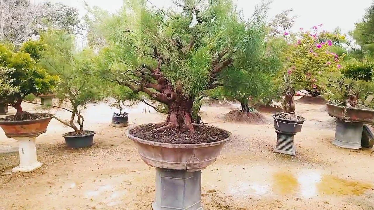  Bonsai  budidaya  bunga  dan bonsai  YouTube