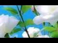 خالي السعادة عادة خالي السعادة عادة