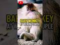 Poor Baby Monkey Crying at Wedding 😢💔 | Emotional Story #ytshorts