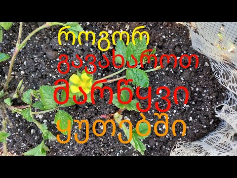 როგორ დავრგოთ მარწყვი