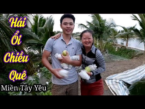 Video V44. Chiều Chiều Mát Mát 3 Cô Cháu Đi Hái Ổi Xung... - youtube