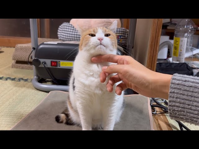 三毛猫】動かずともかわいいミケ（2025年1月12日） - YouTube