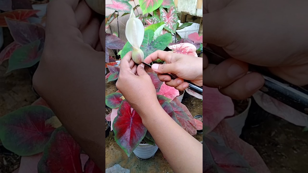 sedikit gambaran cara menyilangkan tanaman keladi / Caladium