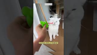 “Why Do Cats Protest When Played With? 🐱 Little-Known Scientific Facts!” #shorts #catfacts