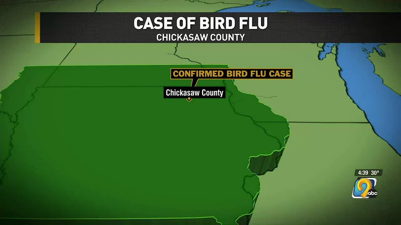 Bird flu case confirmed in Chickasaw County - YouTube