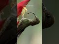 Sicklebill birds 🦅 #sicklebill #mutualism  #birds #pollination #wildlife #youtubeshorts #shorts