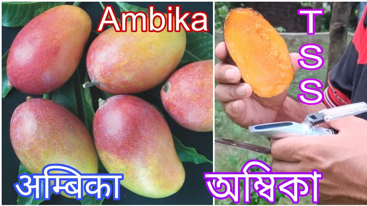 অম্বিকা আম | Ambika Mango |अम्बिका आम