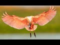 Beautiful Bird in Flight Photography  - Roseate Spoonbills, Egrets, Herons and Osprey in Florida