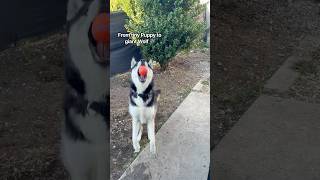 My husky transformation ❤️ #shorts #dog #fyp