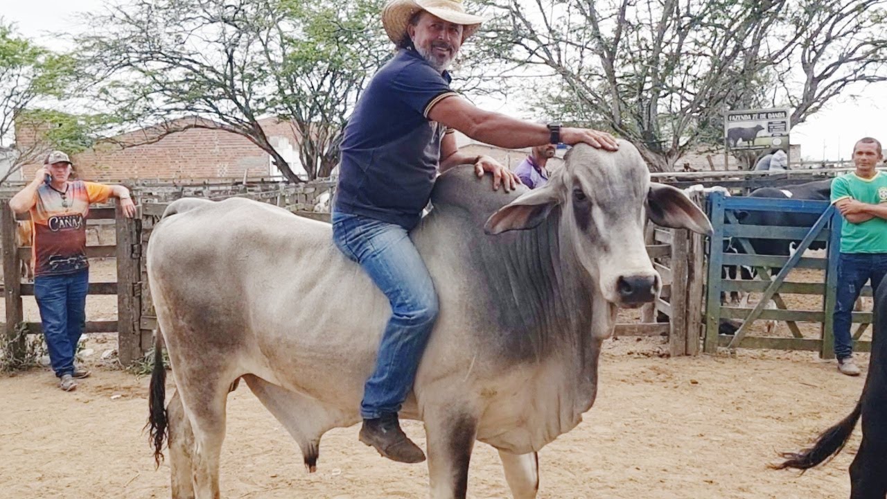 GADO DE LUXO SÓ NA FEIRA EM CACHOEIRINHA-PE   28-09-2023  #nordeste