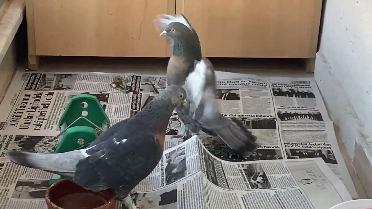 Kuşlarımı yemledim 