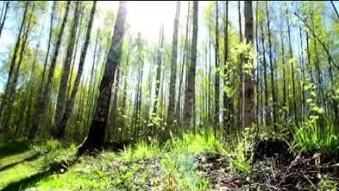 سورة الأنعام رعد الكردي