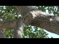 How to Trim an Oak Tree So That it Can Heal Correctly to Avoid Rotting
