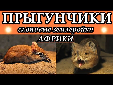 ПРЫГУНЧИКИ - Слоновые землеройки Африки