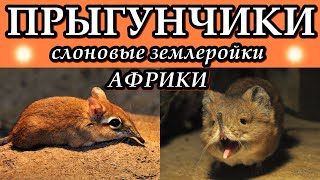 ПРЫГУНЧИКИ - Слоновые землеройки Африки