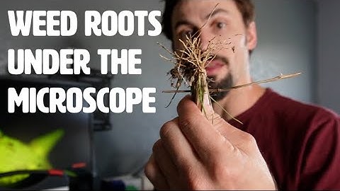 Reading Your Weed Roots with a Microscope with Matt Powers