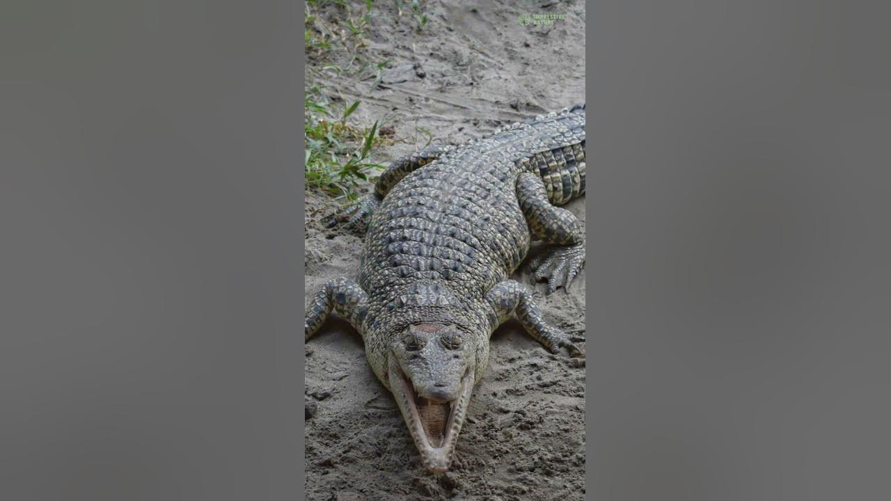 The 5 Stages of a Crocodile's Life Cycle - YouTube