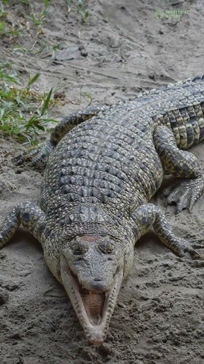 The 5 Stages of a Crocodile's Life Cycle - YouTube