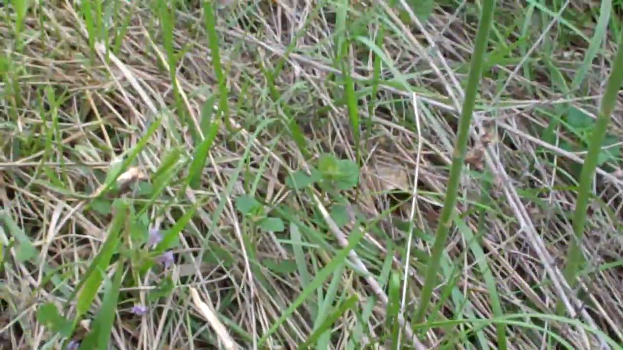 Hunting for Wild Asparagus