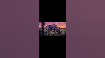 الشيخ/الحصري                           من سورة مريم.