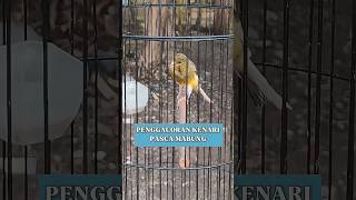 CARA AMPUH BIKIN KENARI SELESAI MABUNG LANGSUNG GACOR DOR #viral #shorts