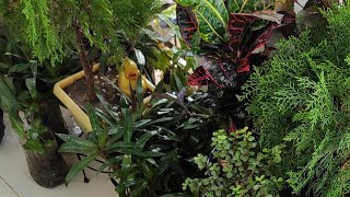 Hobby gardener🪴 is live lets talk plants care tips / Small balcony garden🏡🌿