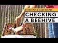 Being a beekeeper inspecting a beehive with no queen and no eggs  beekeeping 101