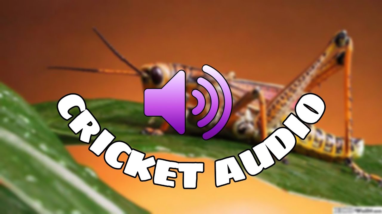 CRICKET SOUND EFFECT Non Copyright Audio YouTube