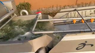 Leafy vegetable parsley processing line,from cutting,washing,to dewatering stages,full automatic