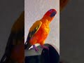 Music ON Animals Birds Cute Funny Funnyshorts Sunconure Ilikeit Dance