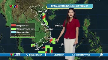 Dự báo thời tiết biển ngày 04/10/2024 | Ngư trường cá nổi nhỏ tháng 10 | VTVWDB