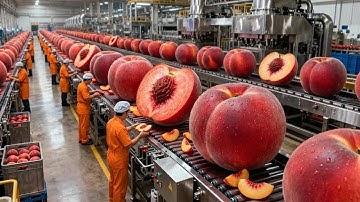 Inside a Modern Peach Processing Plant: From Farm to Canned Peaches (The whole process)