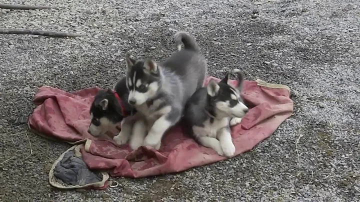 John Hershberger's Siberian Husky Puppies